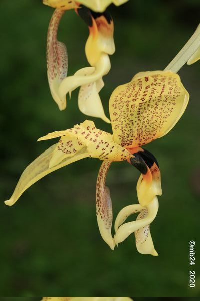 Stanhopea nicaraguensis  Stanho96