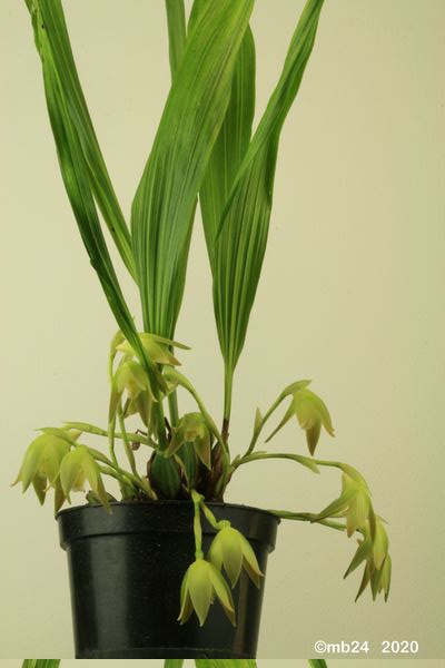 Sudamerlycaste rossyi Sudame17