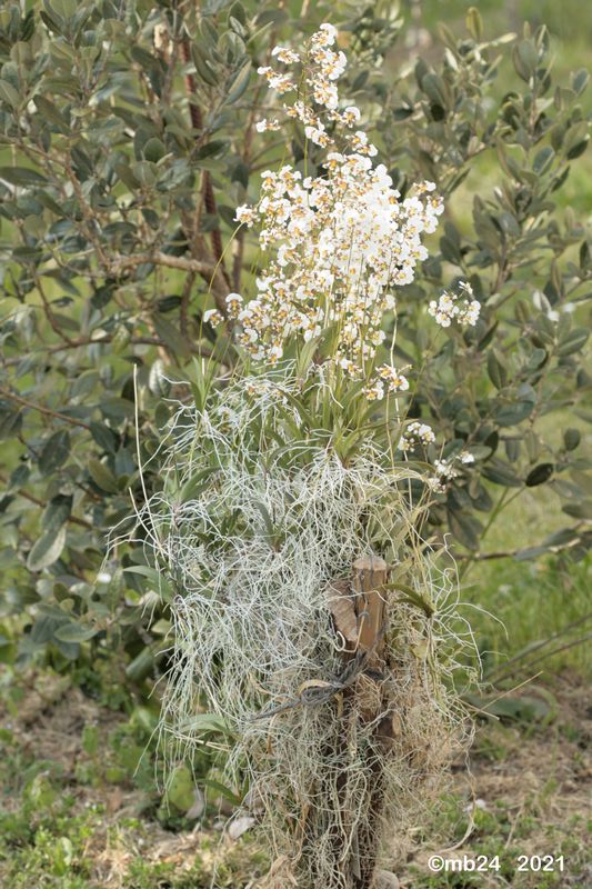 Tolumnia variegata (Sw.) Braem Tolumn30