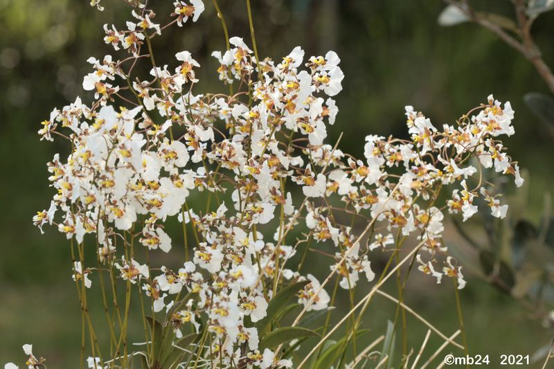 Tolumnia variegata (Sw.) Braem Tolumn32