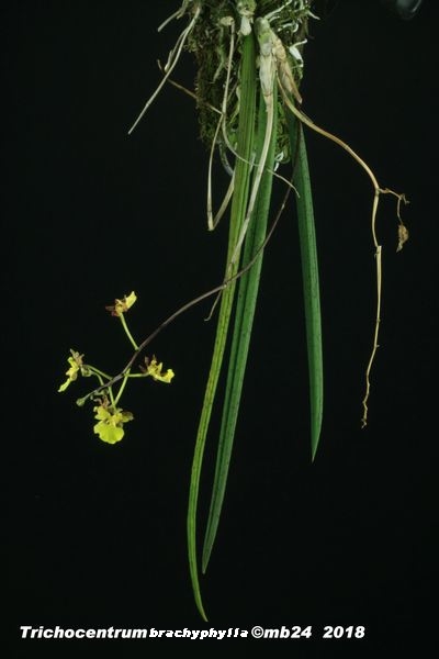 Trichocentrum brachyphyllum Tricho10