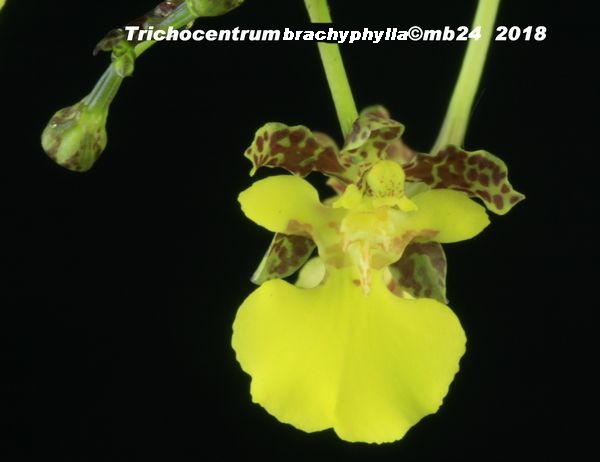 Trichocentrum brachyphyllum Tricho11