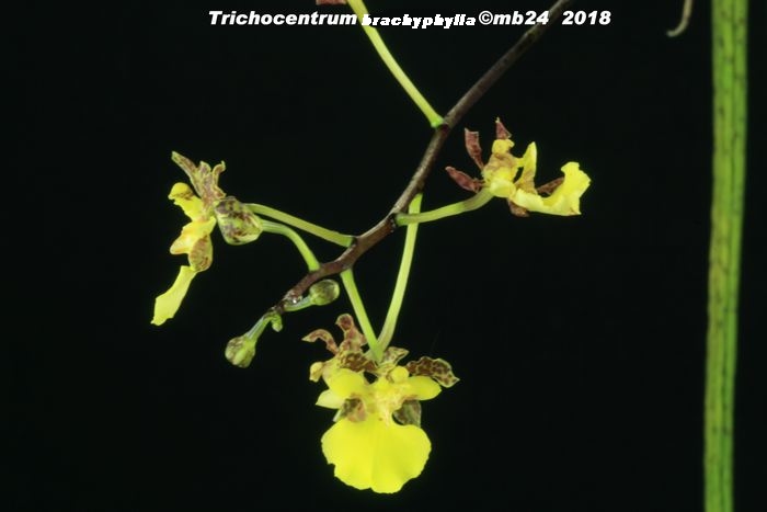 Trichocentrum brachyphyllum Tricho12