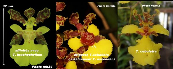 Trichocentrum brachyphyllum Tricho13