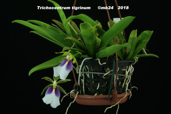 Trichocentrum tigrinum Linden & Rchb.f Tricho15