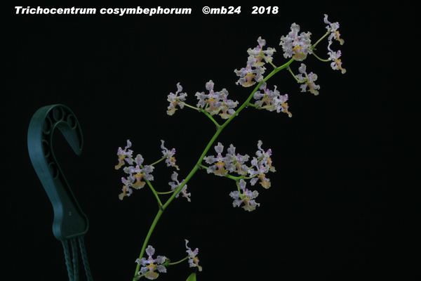 Trichocentrum cosymbephorum Tricho20