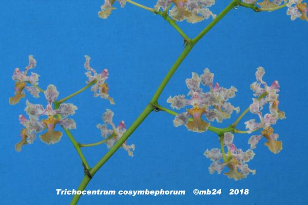 Trichocentrum cosymbephorum Tricho21