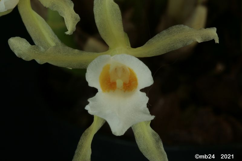 Trichopilia conceptionis Tricho66