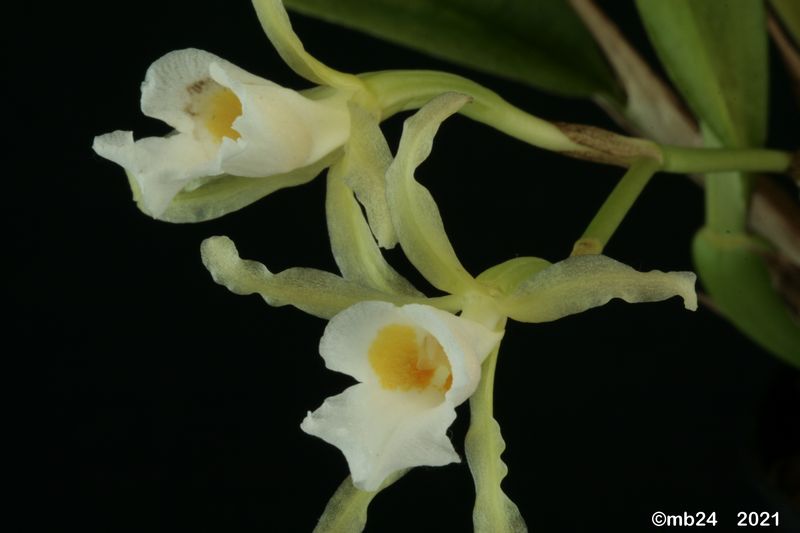 Trichopilia conceptionis Tricho67