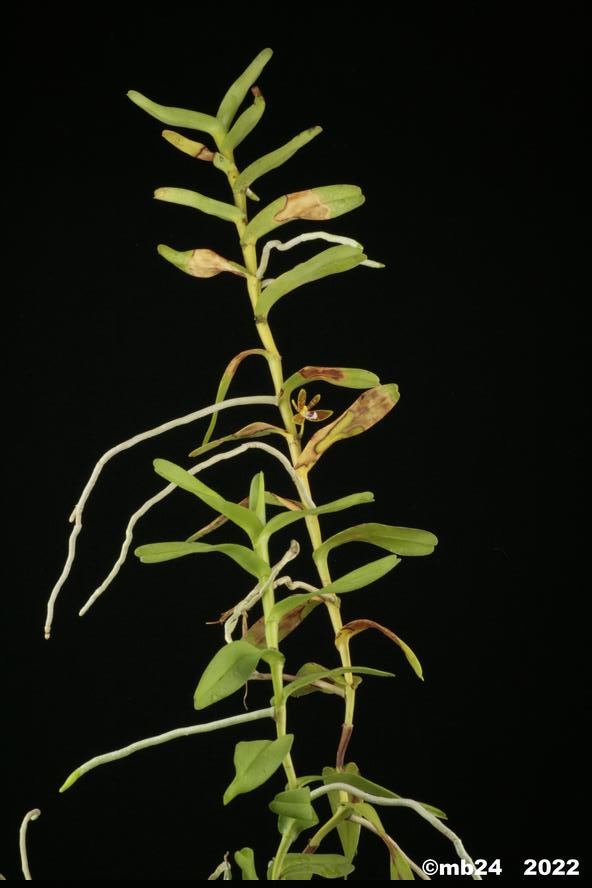 Trichoglottis seidenfadenii   Tricho69