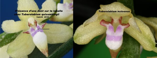 Tuberolabium  kotoense  = quisumbingii Tubero10