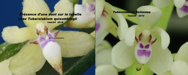 Tuberolabium  kotoense  = quisumbingii Tubero15