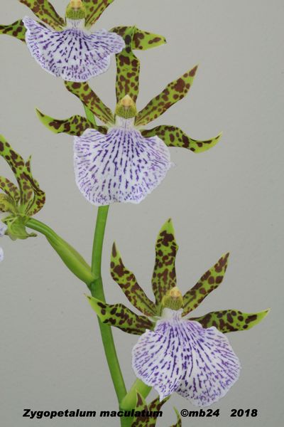 Zygopetalum maculatum  Zygope12