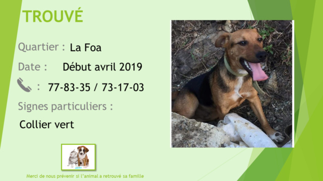 TROUVE chien croisé berger collier vert à La Foa début avril 20190420