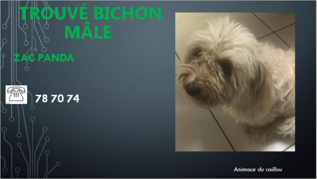 TROUVE bichon male blanc à la ZAC PANDA en décembre 2018 48398410