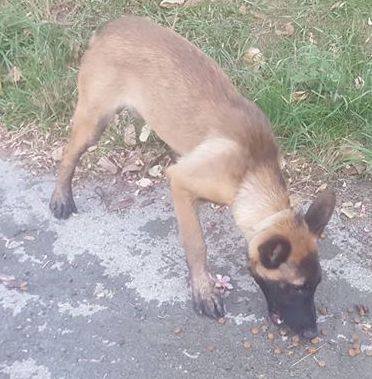 chien - TROUVE chien croisé berger museau noir collier jaune à Koutio le 13/02/2019 51885810