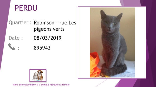 PERDU chat gris à Robinson le 08/03/2019 _perdu17