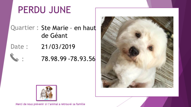 PERDU JUNE/JUNIOR bichon blanc à Sainte Marie (Géant) le 21/03/2019 _perdu23