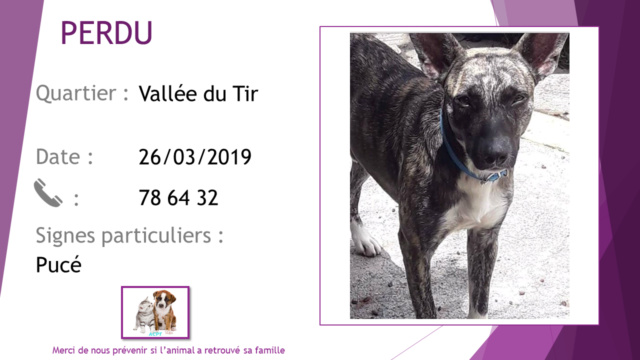 chien - PERDU chien mâle bringé grandes oreilles castré pucé à la vallée du tir le 26/03/2019 _perdu27