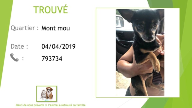 TROUVE chihuahua noir marron au Mont mou le 04/04/2019 _trouv10