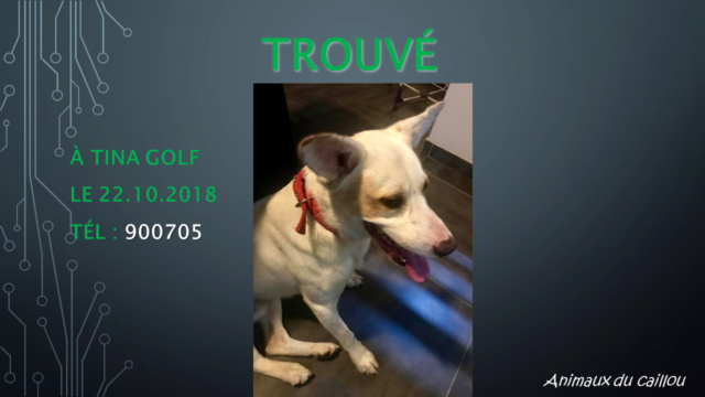 TROUVE jeune chien blanc grandes oreilles collier rouge à Tina golf le 22/10/18 Modele28