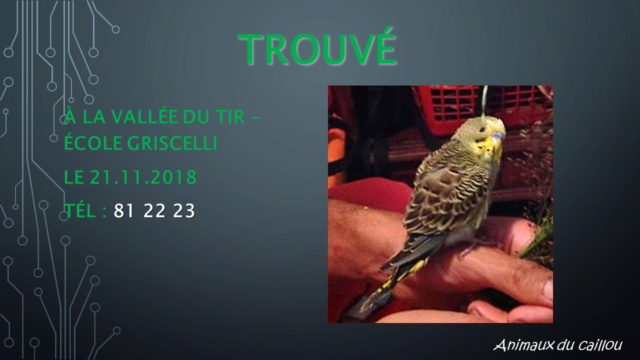 TROUVE perruche ondulée grise à la Vallée du Tir le 21/11/2018 Modele32