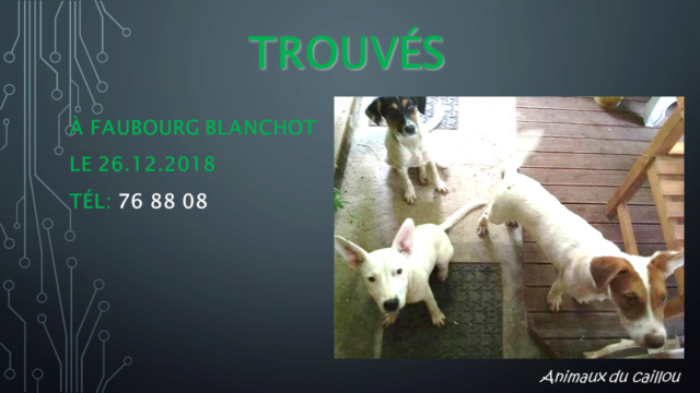 TROUVES 3 jeunes chiens mâles à Faubourg blanchot le 26/12/2018 Modele41
