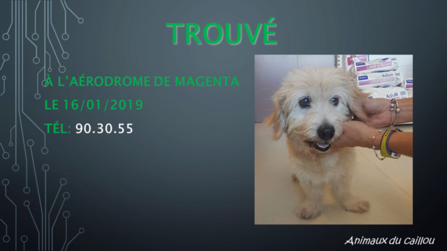 TROUVE bichon male blanc beige à Magenta aérodrome le 16/01/2019 Modele51