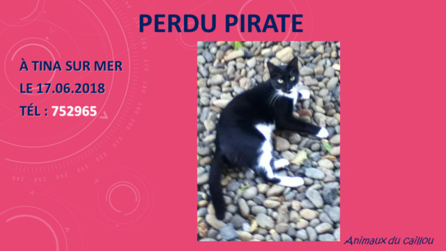 PERDU PIRATE chat noir taches blanches collier bleu à Tina sur mer le 17/06/2018 Perdu_14