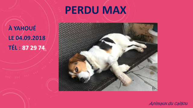 PERDU MAX (MAXOU) beagle à Yahoué le 04/09/2018 Perdu_36