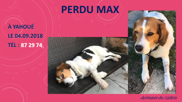 beagle - PERDU MAX (MAXOU) beagle à Yahoué le 04/09/2018 Perdu_37