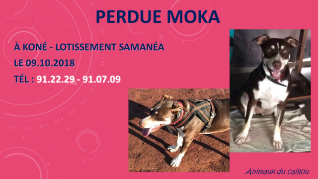 PERDUE MOKA chienne blanche marron à Koné le 09/10/2018 Perdu_43