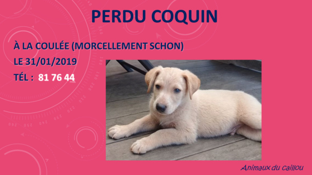 PERDU COQUIN chiot mâle beige crème croisé labrador à la coulée le 31/01/2019 Perdu_86
