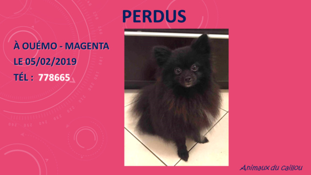 PERDUS 2 chiens Spitz noir (1 male et 1 femelle castrée) à Ouémo Magenta le 05/02/2019 Perdu_88