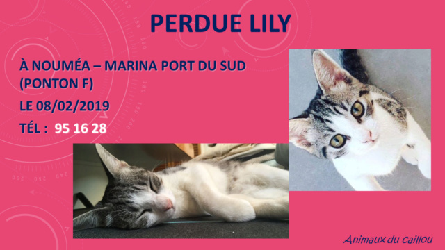 PERDUE LILY chatte tigré grise à la marine du port du sud le 08/02/2019 Perdu_91