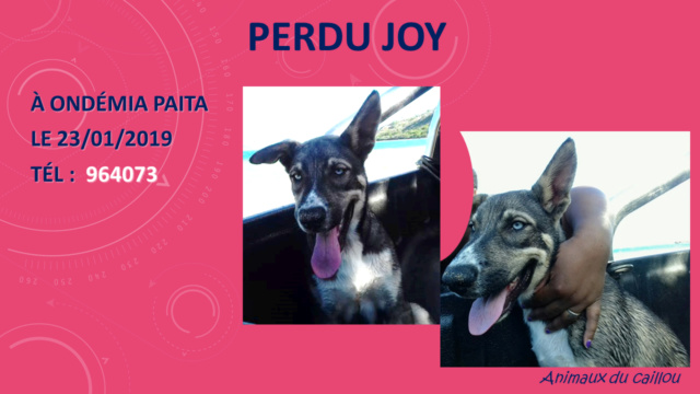 PERDU JOY chien croisé husky à Ondemia Paita le 23/01/2019 Perdu_92