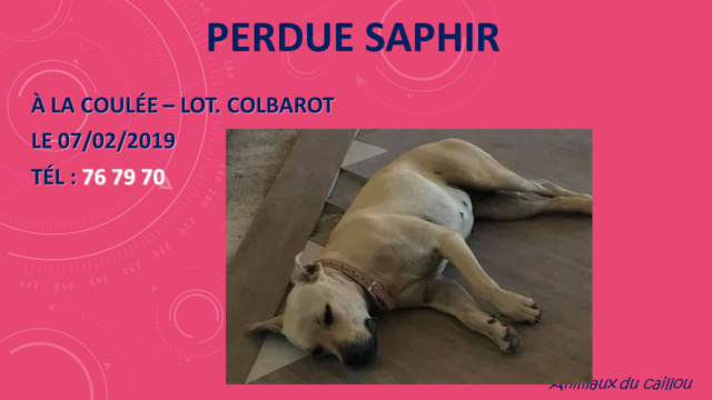 PERDUE SAPHIR chienne croisée labrador crème beige à la coulée le 07/02/2019 Perdu_94