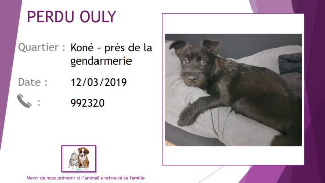PERDU OULY chien noir petit à Koné le 12/03/2019 Perdue12