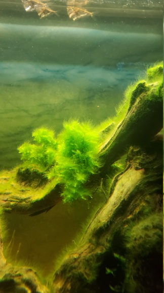 java - mousse de java ou algues 20231011