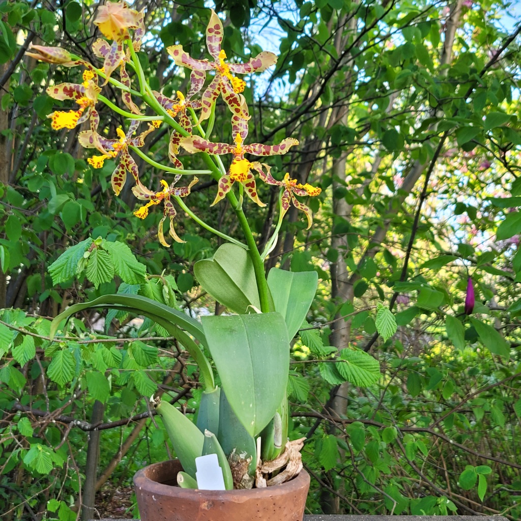 Rossioglossum insleayi 20240411