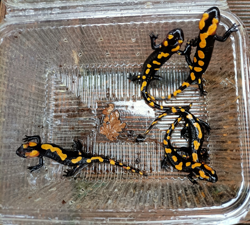 Salamandra algira et Pleurodeles Img_2011