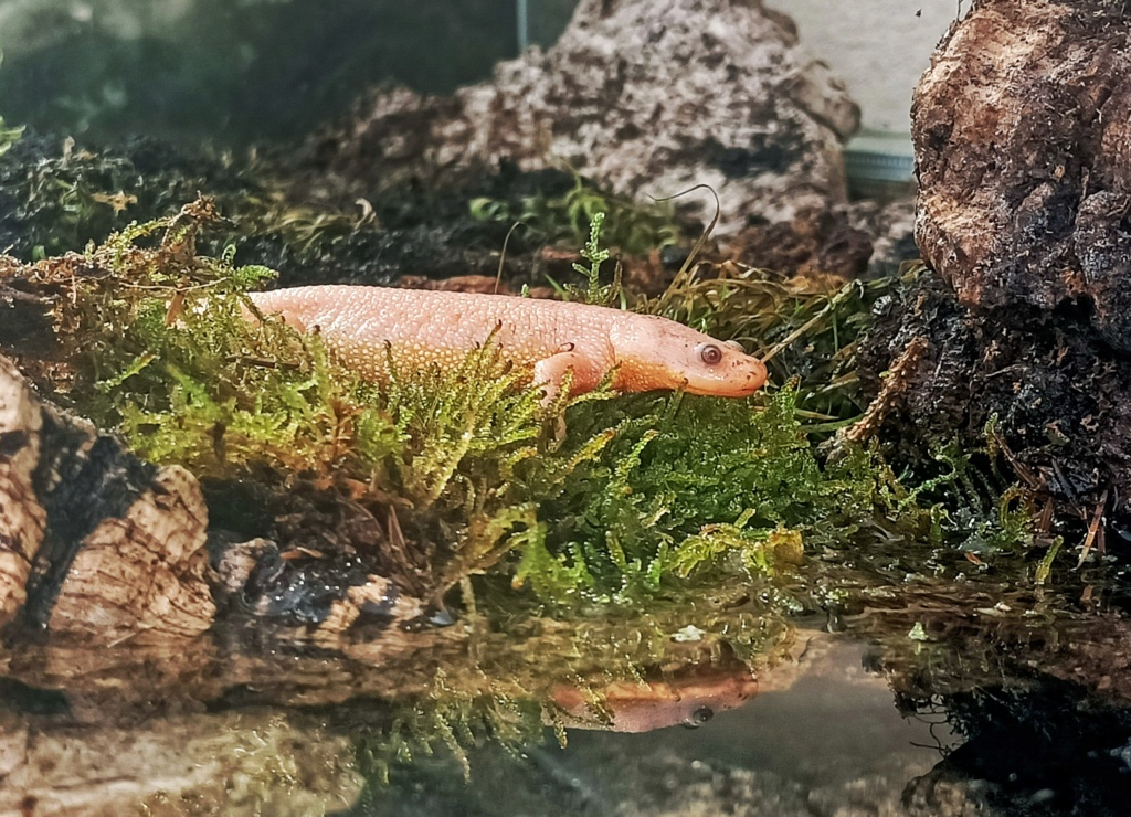 Salamandra algira et Pleurodeles Img_2014