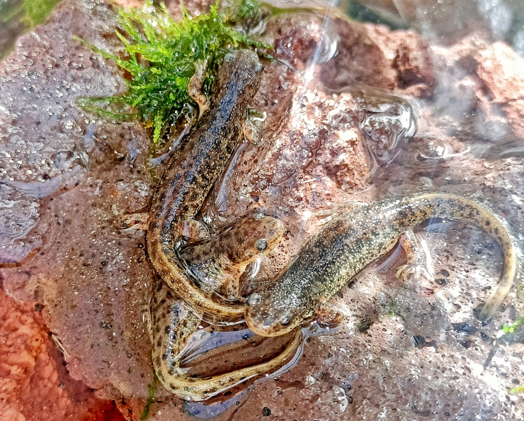 Salamandra algira et Pleurodeles Img_2016