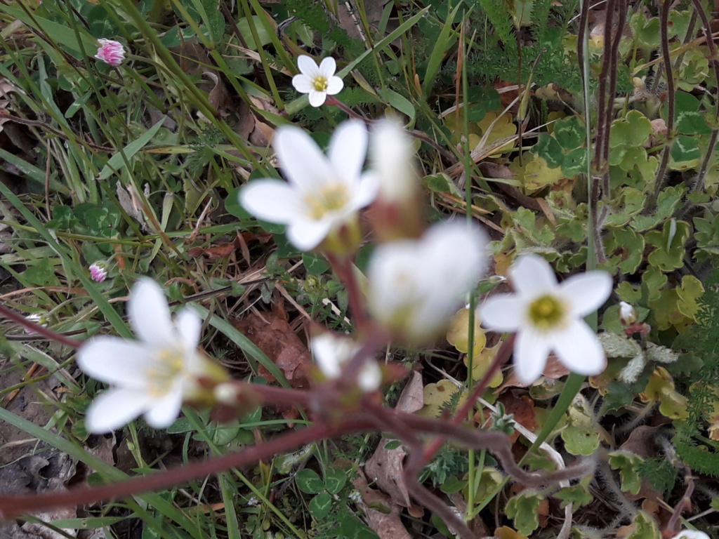 Fleurs des champs 2019 20190443