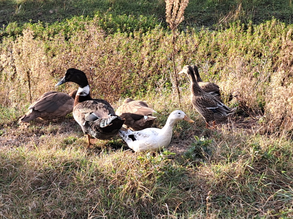 Poules 2023 - Page 5 20231017