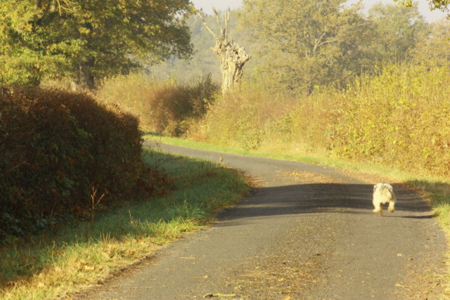 couleurs d'automne Img_4113