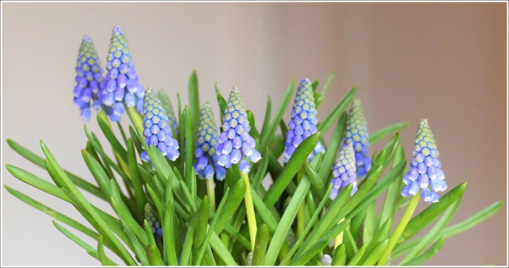 concours photo "Les prémices du printemps dans la nature" mars 2022 Muscar10