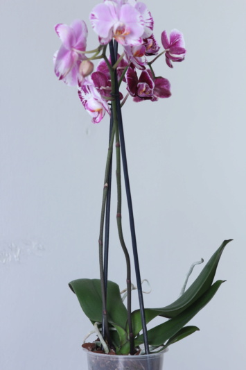 Phalaenopsis mit verschiedenen Blüten an zwei Trieben Img_2111