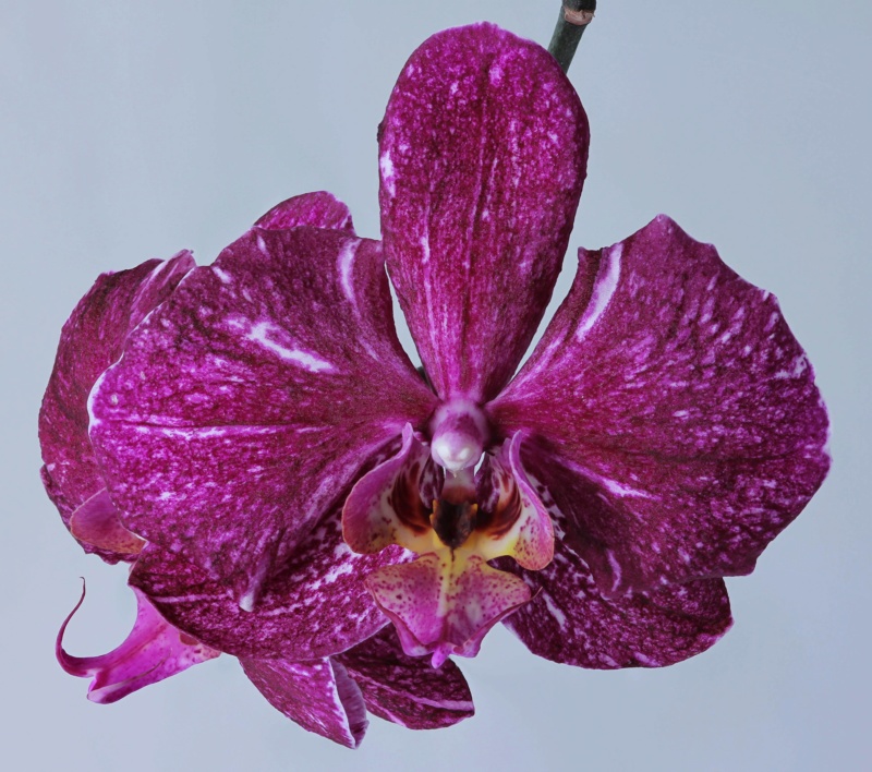 Phalaenopsis mit verschiedenen Blüten an zwei Trieben Img_2218
