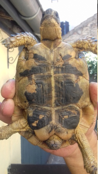 Identification de Frankelin 20180911